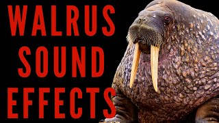 WALRUS SOUND EFFECTS  Walrus Sounds  Maktubytv [upl. by Anais704]