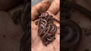 Larger Terrestrial Earthworms shorts animals [upl. by Joo]