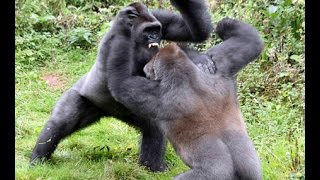 Gorillas tear each other apart [upl. by Virgina]