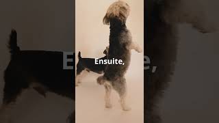 Les chiens drôles sont de toutes formes de toutes tailles et de toutes personnalités viral chien [upl. by Ecinerev]