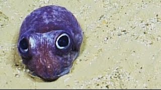 Cute Bobtail Squid  Nautilus Live [upl. by Jake]