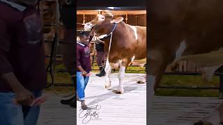 A massive red Holstein Friesian bull from Brownies Ranch [upl. by Chenee]