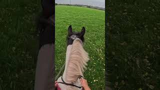 openfield horse horses field gopro equestrian shortvideo shortsviral shorts [upl. by Grenier]