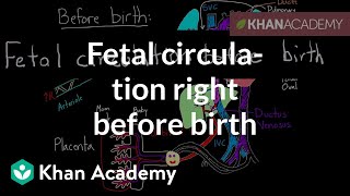 Fetal circulation right before birth  Circulatory system physiology  NCLEXRN  Khan Academy [upl. by Bartolemo]