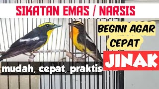 TIPS MENJINAKKAN BURUNG SIKATAN EMAS [upl. by Enohpets]