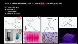 Dyes for DNA staining [upl. by Jesh]