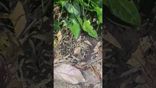 Nearly stepped on the Deadliest Snake in Costa Rica [upl. by Nahtahoj970]