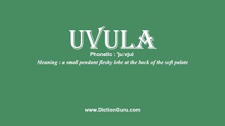 How to Pronounce uvula with Meaning Phonetic Synonyms and Sentence Examples [upl. by Ailb463]