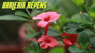 Barleria repens grow and care the coral creeper [upl. by Silra]