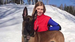 Skijoring Malinois Russia Tomsk 2018 [upl. by Rehm]