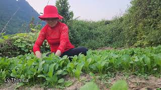 Pick vegetables and take care of corn  Lý Thìn Ca [upl. by Lavinia]