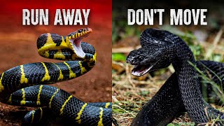 The Deadliest Snake Attacks [upl. by Eicram]