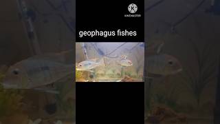 Geophagus fishes 🐠 shorts sizasa crafts my fish tank [upl. by Mccord]