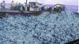 A Way For Fishermen To Catch The Most Tuna Using Big Nets At Sea [upl. by Philip]