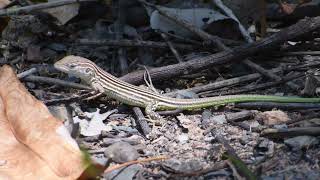 Rainbow whiptail  Cnemidophorus lemniscatus  lagartoarcoiris [upl. by Alaik785]