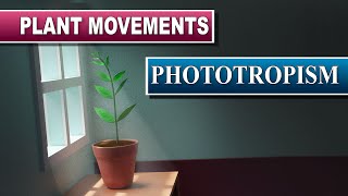 Phototropism [upl. by Ennovahc870]