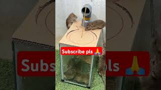 Best rat trap to catch rat alive rat rattrap trap 2024 pestcontrol shorts viral mouse 2022 [upl. by Oivatco454]