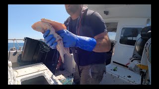 Netting Sole Plaice and Spider Crabs [upl. by Dillon759]