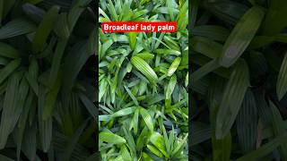 Broadleaf lady palm or Rhapis excelsa shorts [upl. by Lorilyn]