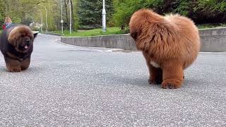 Tibetan mastiff puppies [upl. by Gabriellia]