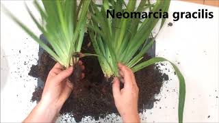 How to propagate and divide your Neomaria gracilis walking iris plants [upl. by Niram]