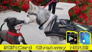 Siberian Husky Meets Jenna Marbles Dog  GIFTCARD GIVEAWAY  Italian Greyhound [upl. by Sukin]