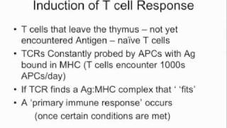 MedSci  Immunology Adaptive Immunity  Lecture 11 [upl. by Lissi]