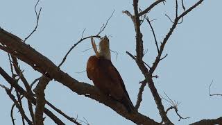 Bird call  Brahminy kite [upl. by Yennaiv]