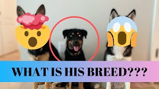 The TRUTH About Zeuss Breed Lexie Godbout The Siberian Service Dog [upl. by Oneg]