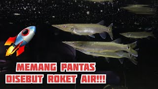 IKAN HUJETA GAR SI ROKET AIR ATAU BARACUDA AIR YANG WAJIB KALIAN PUNYA [upl. by Areek302]