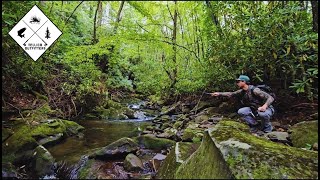 Fly Fishing for Brook Trout in an Unnamed Stream Deep in the Blue Ridge Mountains [upl. by Ramor]