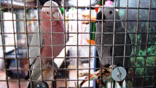 How to Bond With Multiple Birds in the Same Cage  Taming Multiple Birds in One Cage [upl. by Boru]