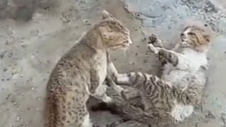 ARABIAN CAT FIGHTING RIDICULOUS CAT FIGHT [upl. by Alberto]