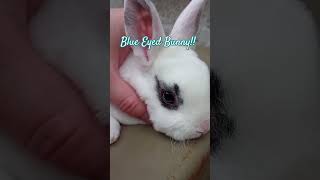 Bunny rabbit rabbitry bunny familyfarm homesteadingfamily rabbits [upl. by Gibe]