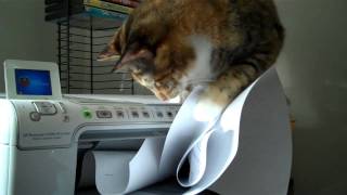 Cat vs Printer [upl. by Akilat]