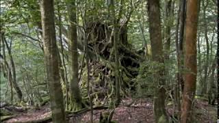 Yakushima Island Japan [upl. by Dawes]