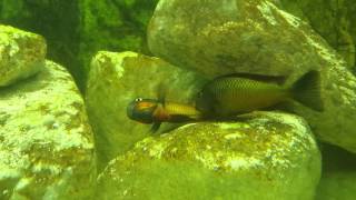 Breeding Tropheus Moorii  Golden Kazumba [upl. by Anohr]