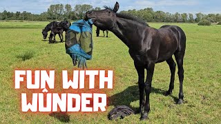 Fun with Wûnder his sisters in front of the carriage  A sparrow  Friesian Horses [upl. by Shiau]