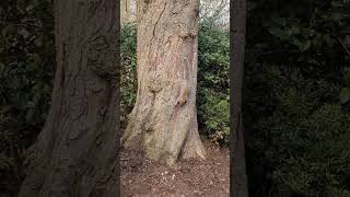 Wildlife in the Horniman Gardens  Horniman Museum and Gardens [upl. by York]