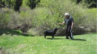 Von Eisenhart Rottweilers Colorado Rottweiler Breeder [upl. by Annaiuq]