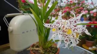 Odontoglossum naevium in flower [upl. by Centeno]