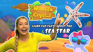 Sea Star Facts [upl. by Phaidra]