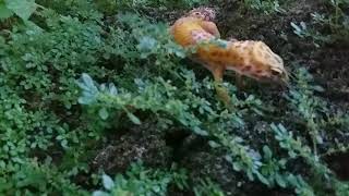 Rare footage captured of a wild Leopard Gecko [upl. by Lacee]