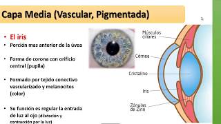 GLOBO OCULAR ANATOMÍA Y FISIOLOGÍA 23 [upl. by Eelsel264]