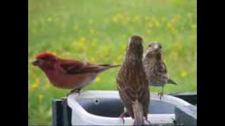 Quelques beaux oiseaux en vidéos aux mangeoires à SaintFabiendePanet Québec mai 2009 [upl. by Onid610]