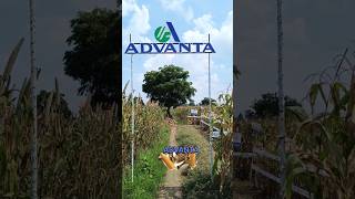 ADVANTA मक्का ADV 741 corn advanta shots [upl. by Inat913]