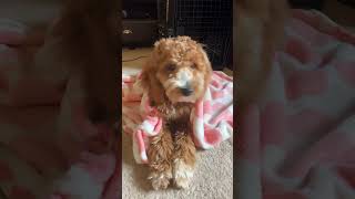 dog goldendoodle puppy poodle cute puppylife petme [upl. by Fionna164]