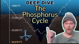 DEEP DIVE The Phosphorus Cycle In Freshwater Aquariums amp Ecosystems Phosphates Plants amp Algae [upl. by Ednalrym]