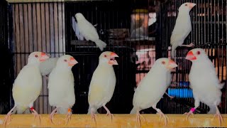 Inside the Aviary  Day 19  Flock of Albino Java and Opal Java in the Small Cage for the looks [upl. by Rebmat]