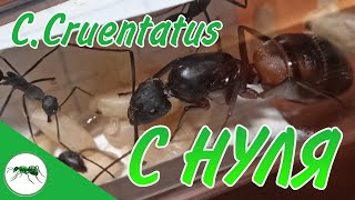 3 ЗОЛОТЫХ ПРАВИЛА Camponotus cruentatus СОДЕРЖАНИЕ Муравьи Муравьинаяферма ВГУМ [upl. by Mich521]